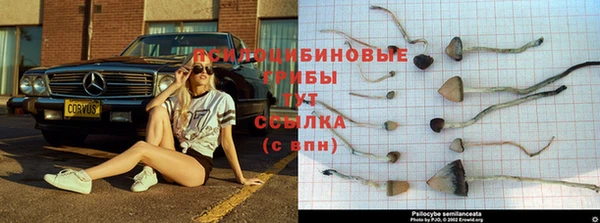 ГАЛЛЮЦИНОГЕННЫЕ ГРИБЫ Алексеевка